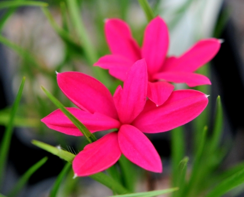 Rhodohypoxis milloides 'Donald Mann'